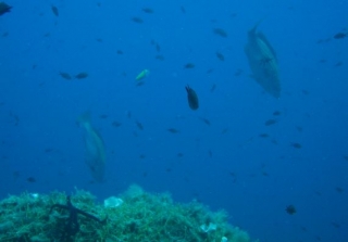 A sea of surprises 